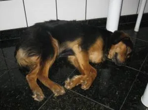 Cachorro ra a Vila Lata idade 2 anos nome Barú GRATIFICA