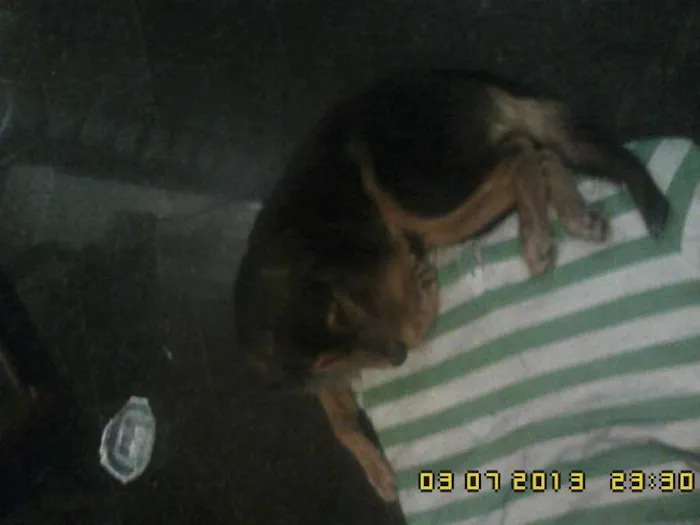 Cachorro ra a Vila Lata idade 2 anos nome Barú GRATIFICA