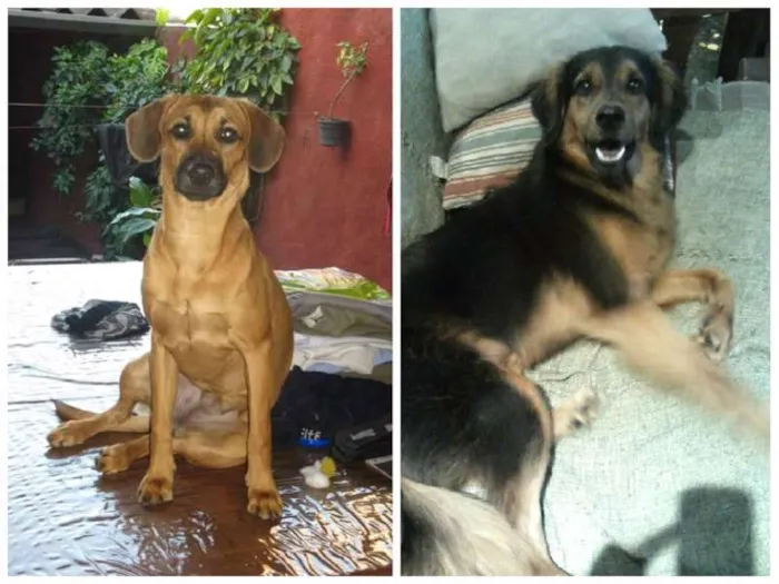 Cachorro ra a Vira Lata idade 2 anos nome Velma GRATIFICA