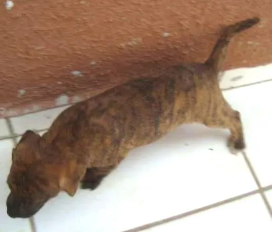 Cachorro ra a SRD idade Abaixo de 2 meses nome Snop
