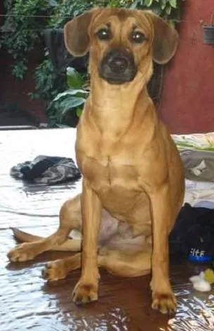 Cachorro ra a Vira Lata idade 2 anos nome Velma GRATIFICA