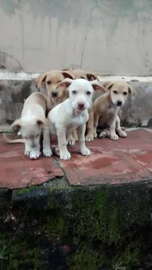Cachorro raça Vira Lata idade Abaixo de 2 meses nome Filhotes da LILI