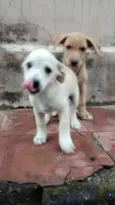 Filhotes da LILI