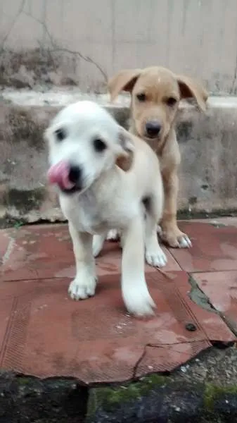 Cachorro ra a Vira Lata idade Abaixo de 2 meses nome Filhotes da LILI