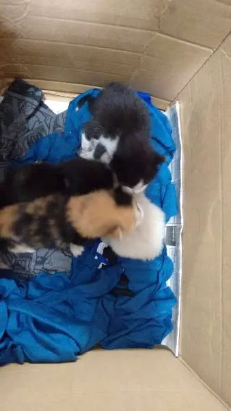 Gato ra a - idade Abaixo de 2 meses nome -