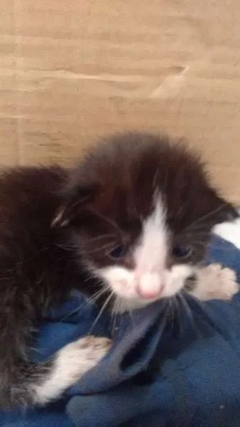 Gato ra a - idade Abaixo de 2 meses nome -