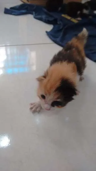Gato ra a - idade Abaixo de 2 meses nome -
