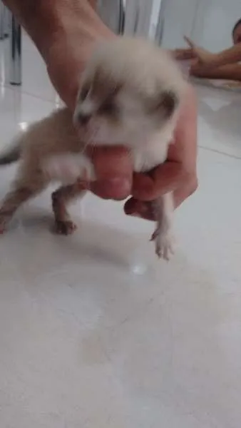 Gato ra a - idade Abaixo de 2 meses nome -