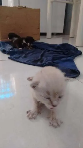 Gato ra a - idade Abaixo de 2 meses nome -