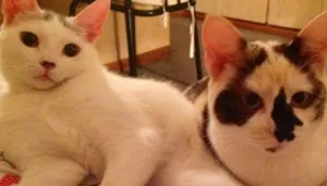 Gato raça sem raça idade 2 anos nome Bella e Romã