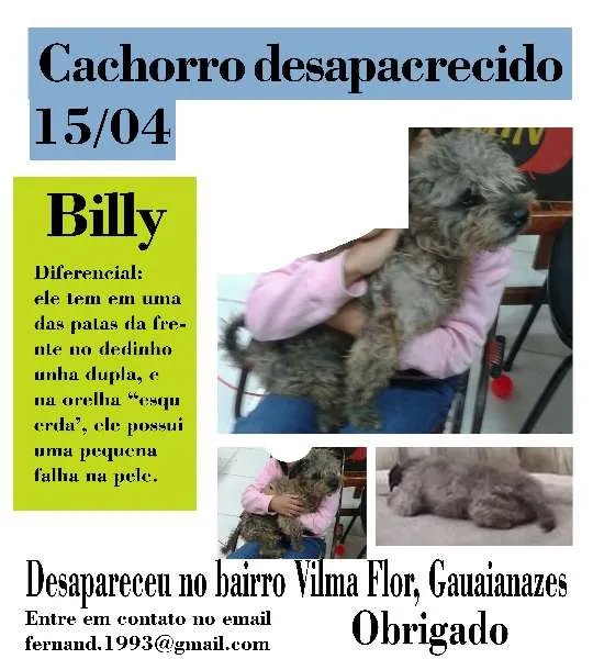 Cachorro ra a Poodle idade 6 ou mais anos nome Billy