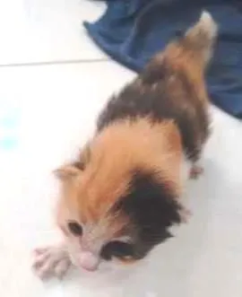 Gato raça - idade Abaixo de 2 meses nome -