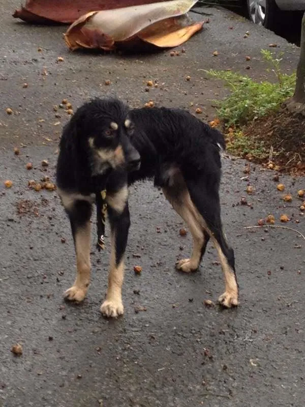 Cachorro ra a SRD idade 1 ano nome Desconhecido
