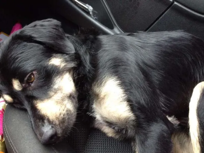 Cachorro ra a SRD idade 1 ano nome Desconhecido