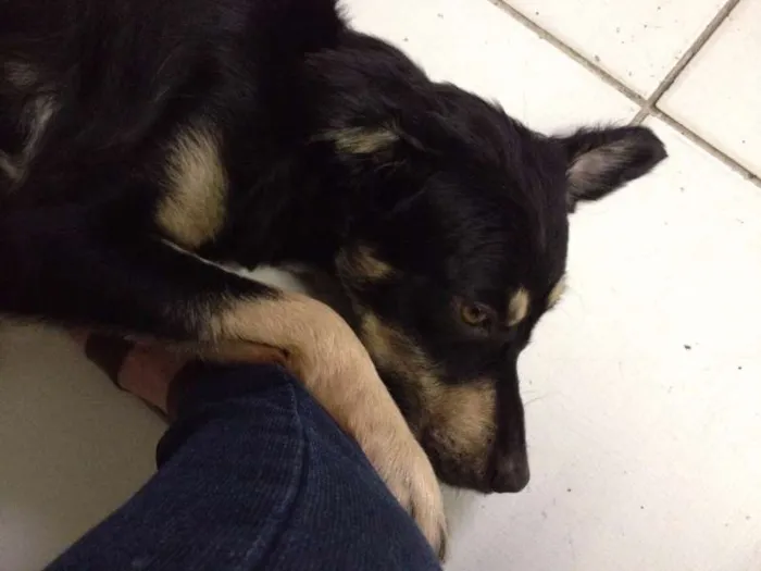 Cachorro ra a SRD idade 1 ano nome Desconhecido