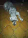Negão