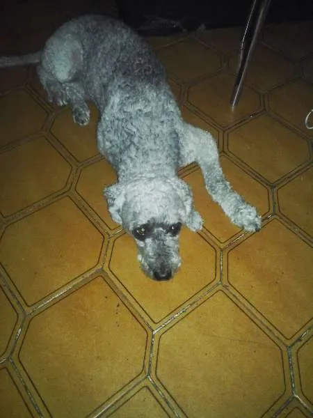 Cachorro ra a Poodle idade 6 ou mais anos nome Negão