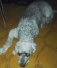 Negão