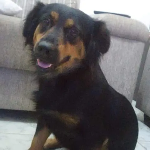 Cachorro ra a  idade 1 ano nome Bombom