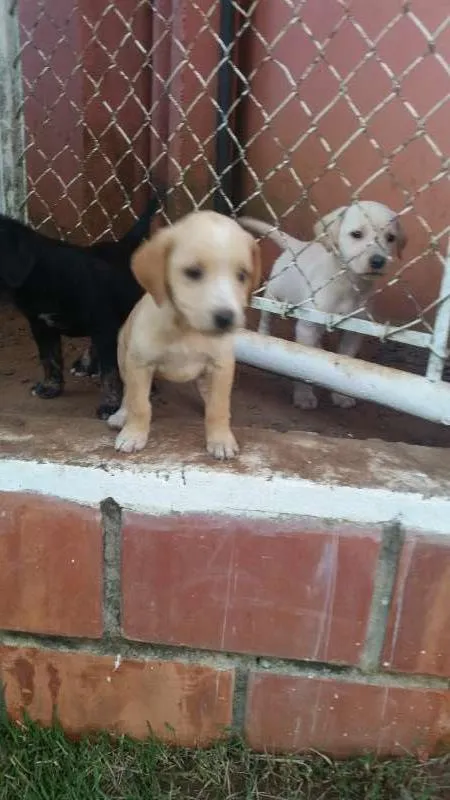 Cachorro ra a mistura  idade Abaixo de 2 meses nome cachorro