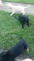 cachorro