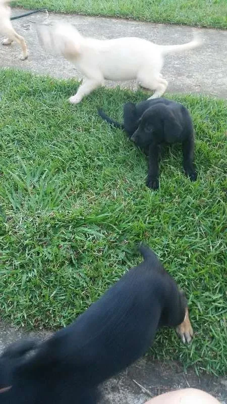 Cachorro ra a mistura  idade Abaixo de 2 meses nome cachorro