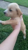 cachorro