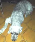 Negão