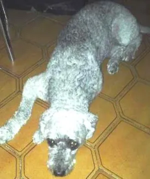 Cachorro raça Poodle idade 6 ou mais anos nome Negão