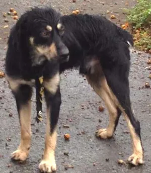 Cachorro raça SRD idade 1 ano nome Desconhecido