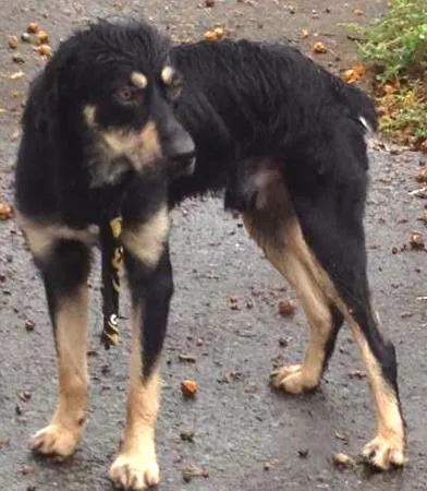 Cachorro ra a SRD idade 1 ano nome Desconhecido