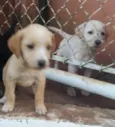 cachorro