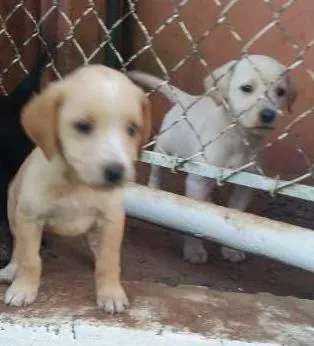 Cachorro ra a mistura  idade Abaixo de 2 meses nome cachorro