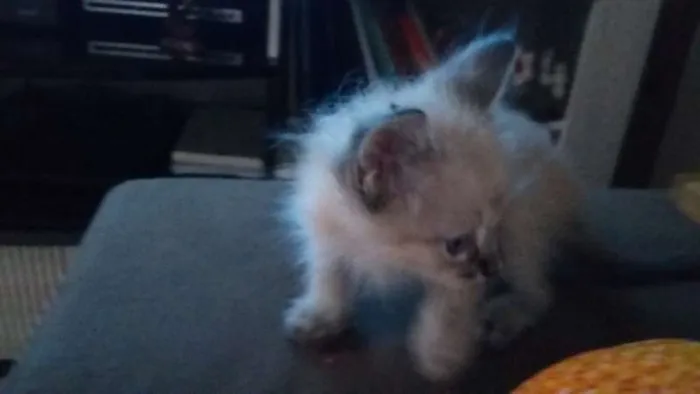 Gato ra a  idade Abaixo de 2 meses nome olaf