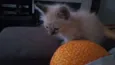 olaf