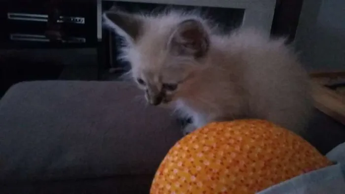 Gato ra a  idade Abaixo de 2 meses nome olaf