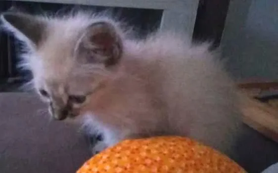 Gato ra a  idade Abaixo de 2 meses nome olaf