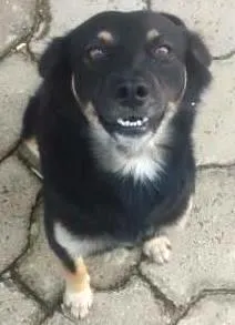 Cachorro raça sem raça idade 2 anos nome Leão