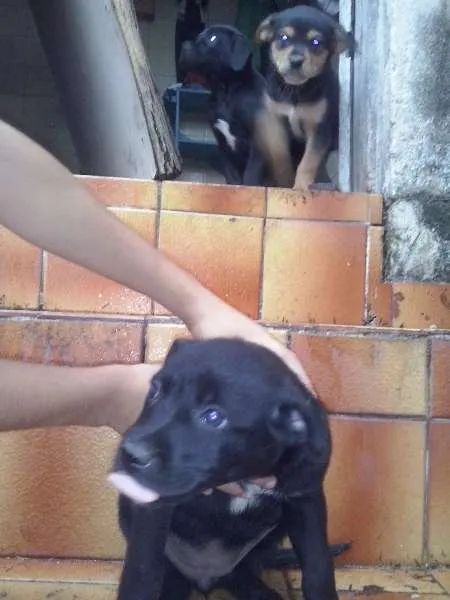 Cachorro ra a vira lata idade Abaixo de 2 meses nome lilica