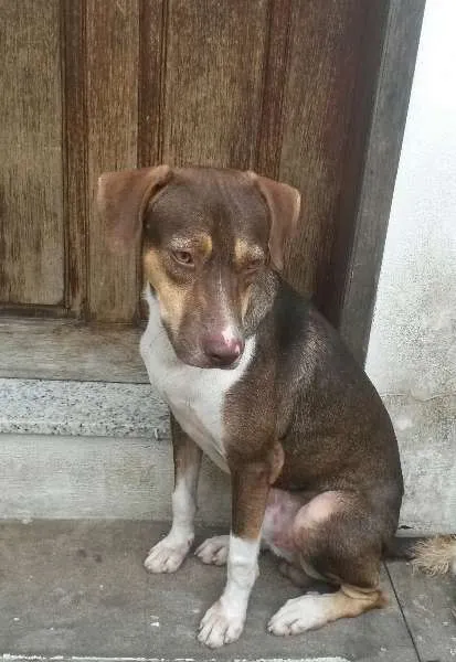 Cachorro raça vira lata idade 2 anos nome pingo
