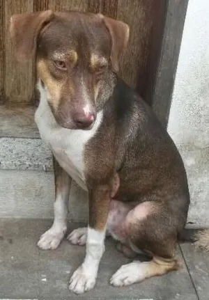 Cachorro raça vira lata idade 2 anos nome pingo