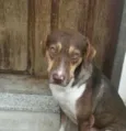 apolo