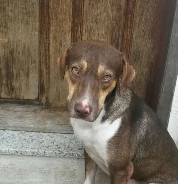 Cachorro raça vira lata idade 2 anos nome apolo