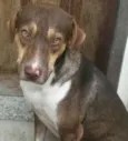 apolo