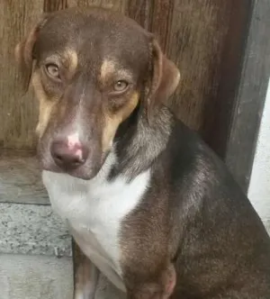 Cachorro raça vira lata idade 2 anos nome apolo