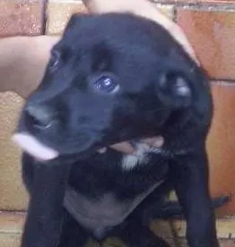 Cachorro ra a vira lata idade Abaixo de 2 meses nome lilica