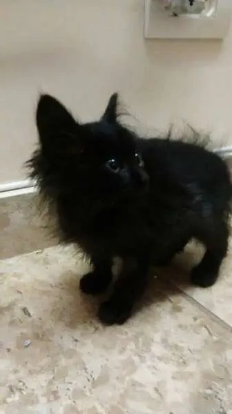 Gato ra a srd idade Abaixo de 2 meses nome Sem nome
