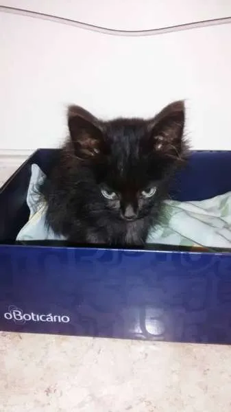 Gato ra a srd idade Abaixo de 2 meses nome Sem nome