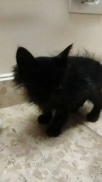 Gato ra a srd idade Abaixo de 2 meses nome Sem nome