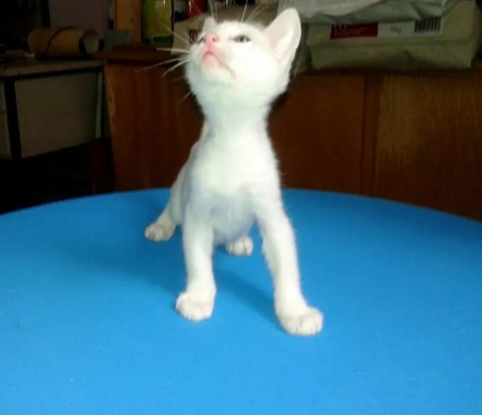 Gato ra a SRD idade Abaixo de 2 meses nome Milk